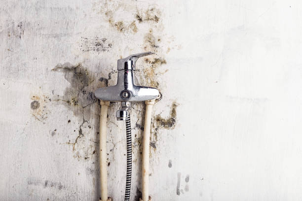 Best Mold Removal Company Near Me  in Memphis, FL