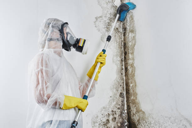 Best Fast Mold Removal  in Memphis, FL