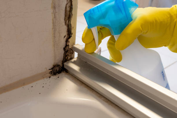 Mold Removal and Inspection in Memphis, FL