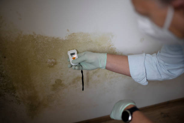 Best Residential Mold Removal  in Memphis, FL