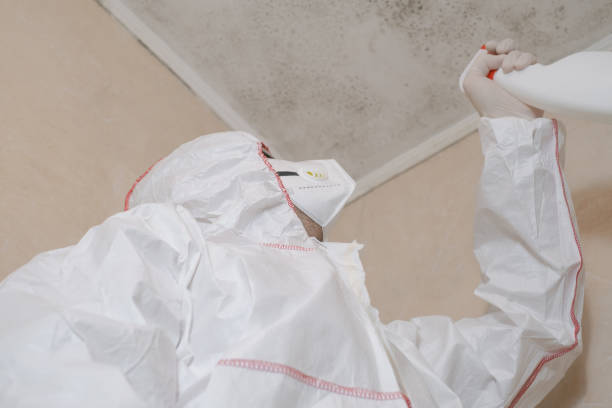 Best Same-Day Mold Removal  in Memphis, FL