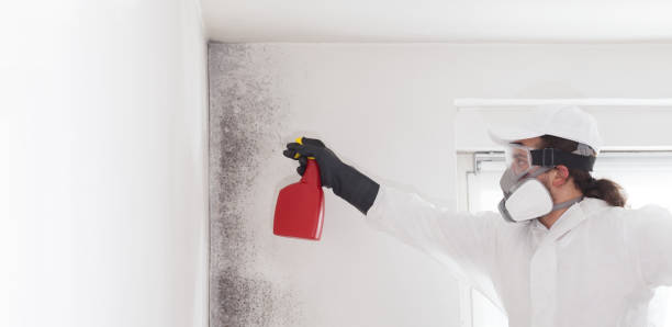 Best Mold Removal Process  in Memphis, FL