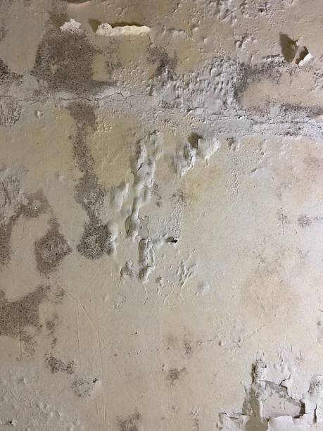 Best Mold Testing  in Memphis, FL