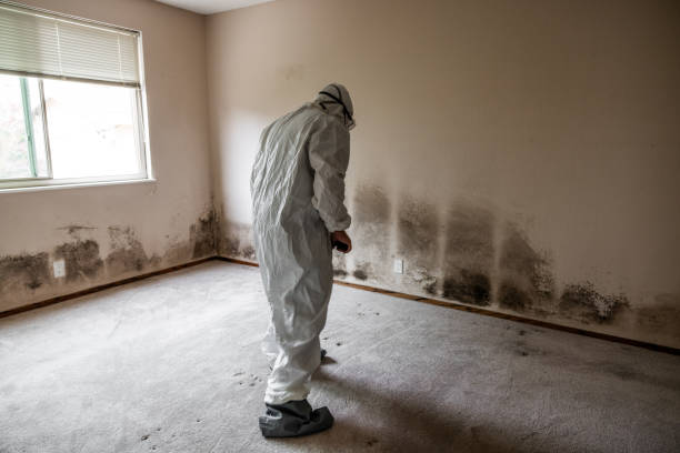 Crawl Space Mold Removal in Memphis, FL