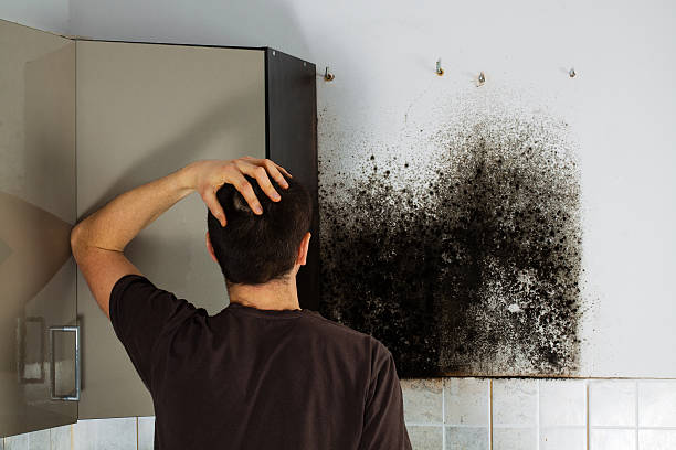 Best Black Mold Removal  in Memphis, FL