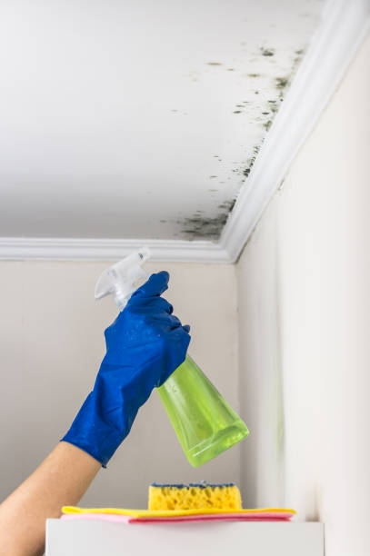 Mold Removal Process in Memphis, FL