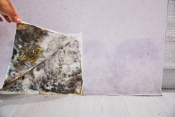Best Office Mold Removal Services  in Memphis, FL